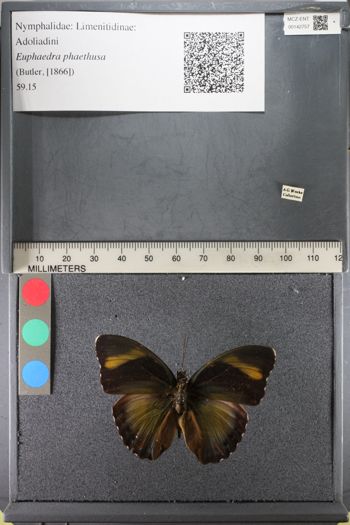 Media type: image;   Entomology 142757